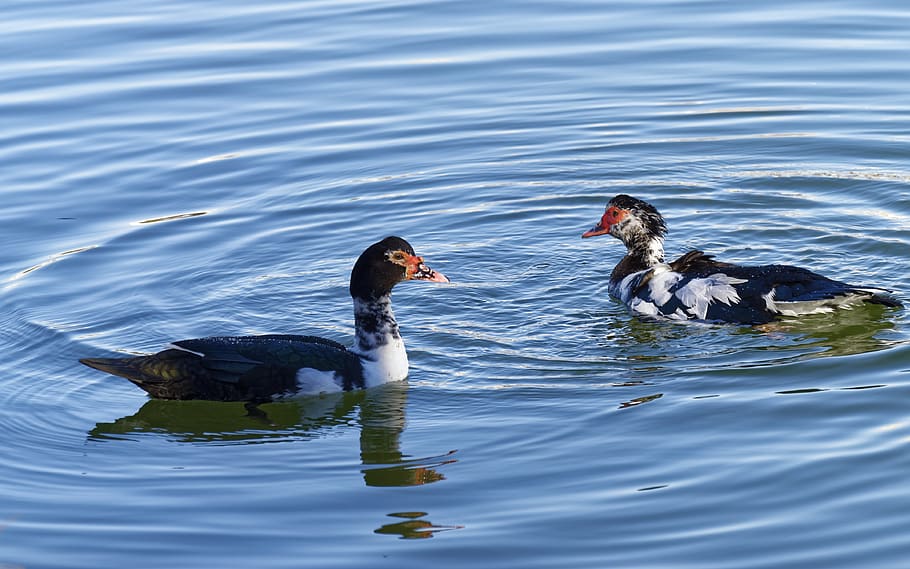 ducks, move, teal, birds, lake, water, swimming, quiet, plumage, nice