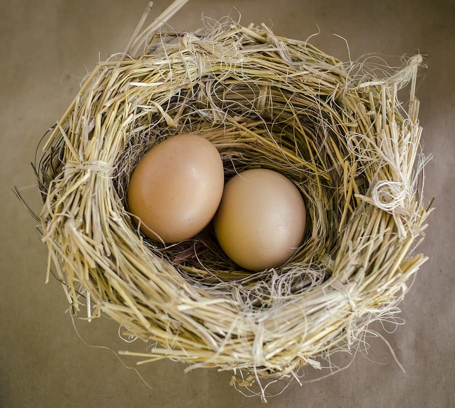 egg in nest, eggs, nest, mexico, food, cook, breakfast, birds, huevecillos, incubate