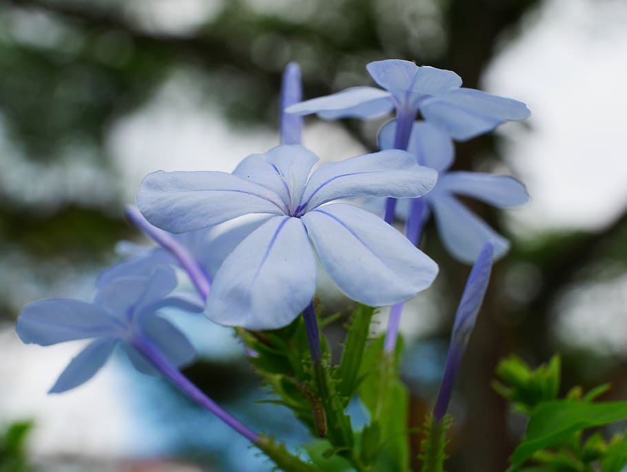 azul, jazmín, flor de pétalos morados, planta floreciendo, flor, planta,  fragilidad, vulnerabilidad, frescura, belleza en la naturaleza | Pxfuel