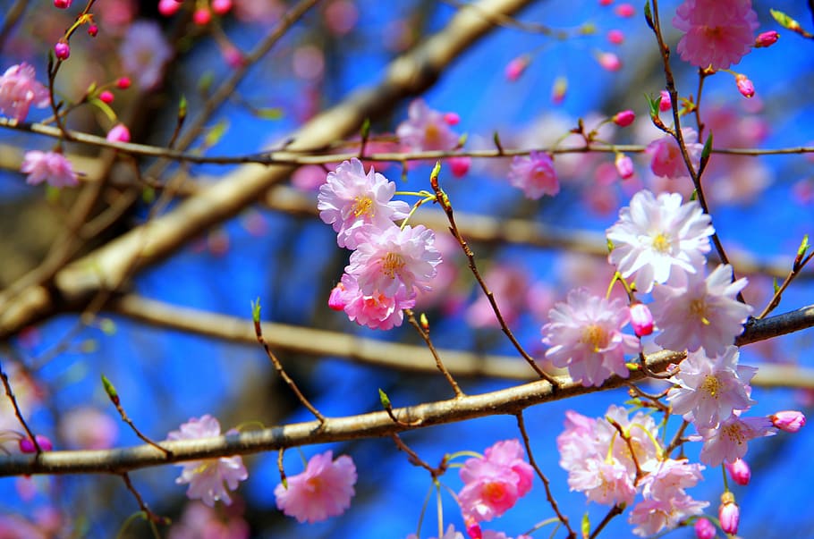 flowers, branch, plant, wood, natural, cherry, sakura, japanese cherry blossom, cherry blossom viewing, cherry blossoms