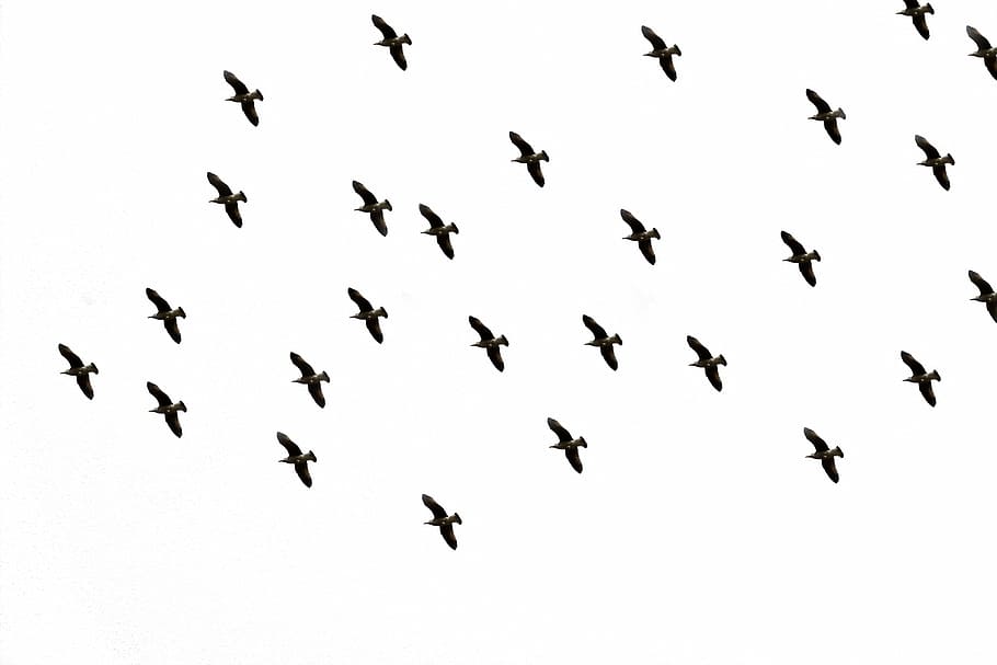 flock, bird, flying, midair, sky, flight, bird flight, in flight, dom, large group of animals