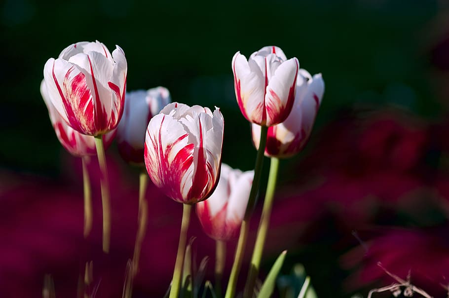 white-and-red petaled flower lot, tulips, garden, flowers, color, spring, nature, tulip, springtime, flower