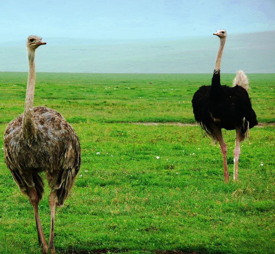 Ostriches, Birds, Fauna, Africa, Camelus, large, avian, safari, tanzania, ostrich