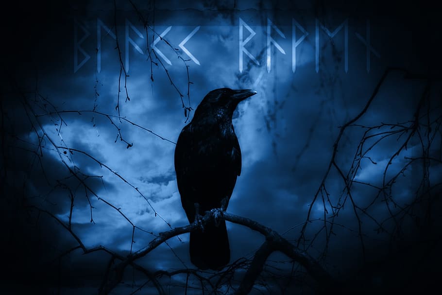 black crow illustration, raven, dark, mystical, night, moonlight, raven bird, digital art, composing, animal themes