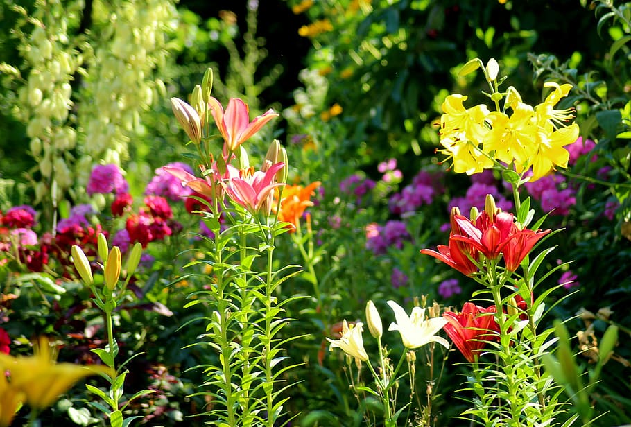 lirios, verano, jardín, flores, mañana, color, naturaleza, lirio, flor,  planta floreciendo | Pxfuel