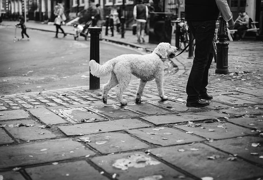 dog, pet, animal, people, walking, man, street, park, black and white, domestic