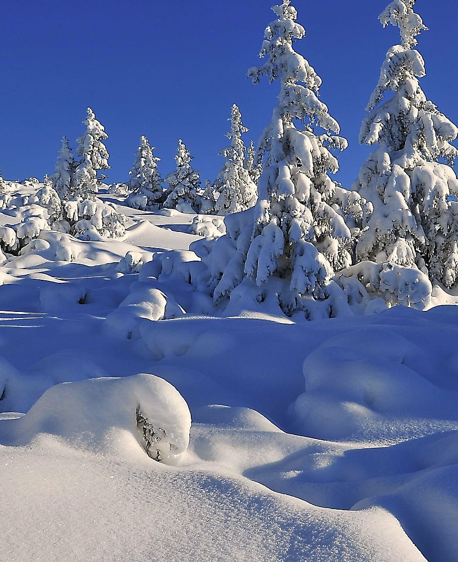 冬, 雪, 木, 雪に覆われた木, トウヒ, ビール, 新鮮な雪, 照明, 側面, 霜