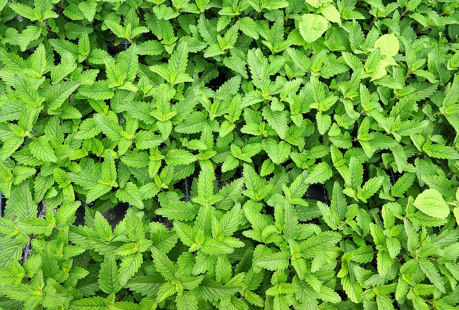 green leaf plant, caryopteris pagoda, green, organic, bio, plant, mint, healing, herb, kitchen