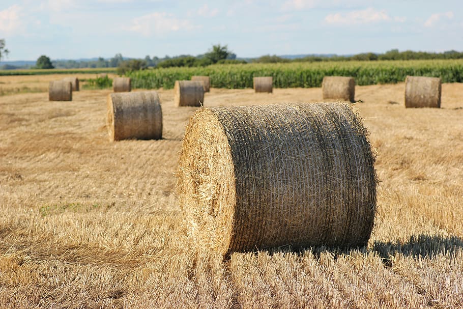 Straw Bale, Kg, Agriculture, Food, 1000 kg, summer, meadow, outdoor, bale, harvesting