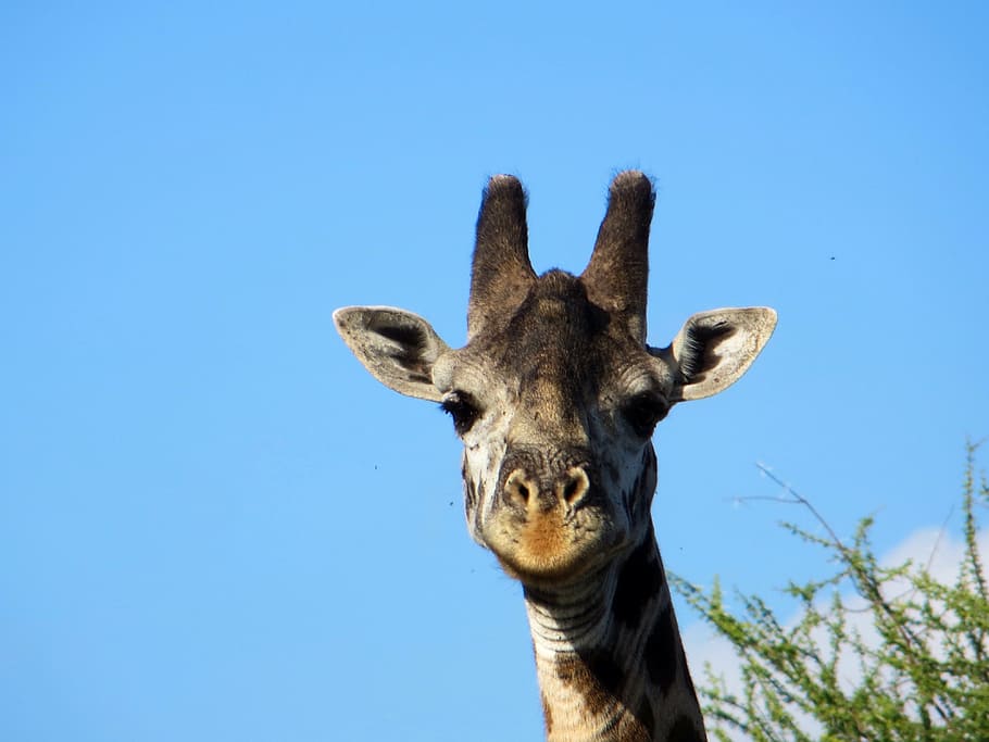 giraffe, safari, africa, one animal, animal themes, animal, mammal, sky, blue, clear sky