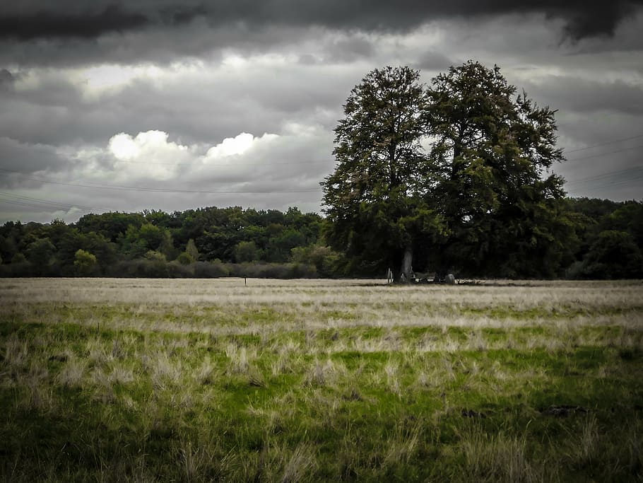 grove of trees, trees, meadow, pasture, mood, atmosphere, gloomy, clouds, group, forest