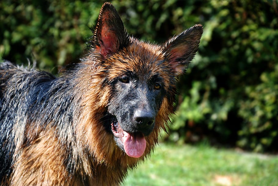 schäfer dog, dog, animal, old german shepherd dog, pet, head, animal portrait, courage, attention, dog breeds