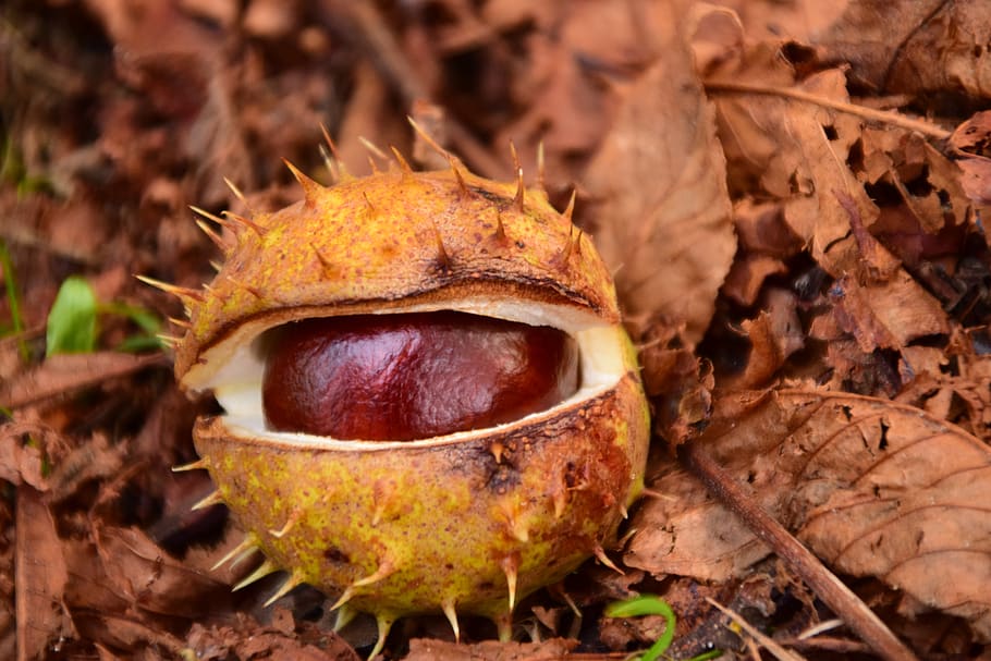chestnut, buckeye, ordinary rosskastanie, autumn, brown, close up, open, forest floor, leaves, dry