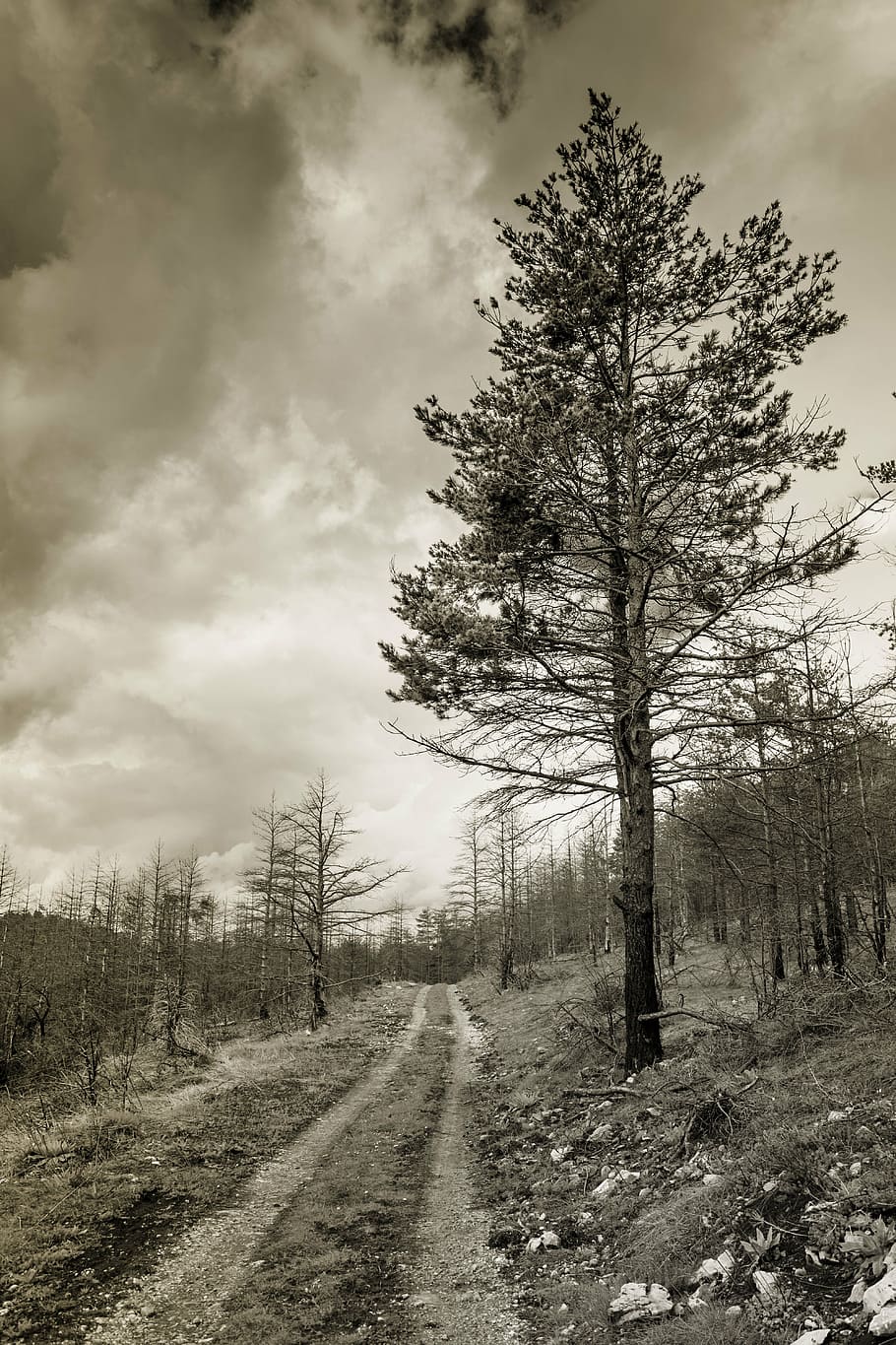 tree, outdoor, forest, landscape, cold, nature, sky, clouds, sepia, black And White