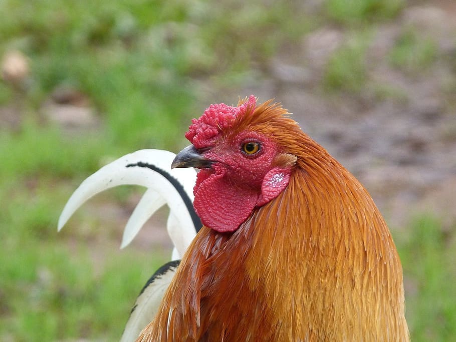 オンドリ コック チキン カポン おんどり 家禽 めんどり 鶏 動物のテーマ 動物 Pxfuel
