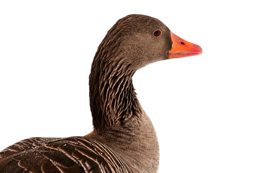gray duck illustration, goose, water bird, snow, winter, wildlife photography, animal world, head, animal themes, animal