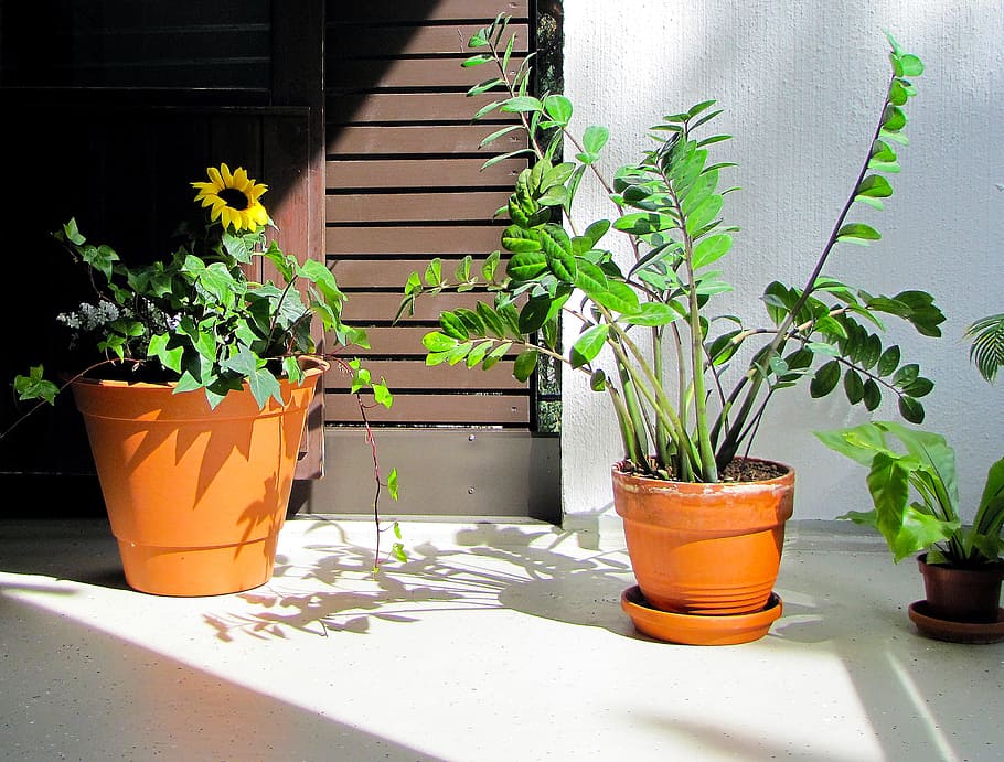 plants, balcony plants, Plants, Balcony, balcony plants, plants on the balcony, sunflower, palmuvehka, zamioculcas, summer, relaxing