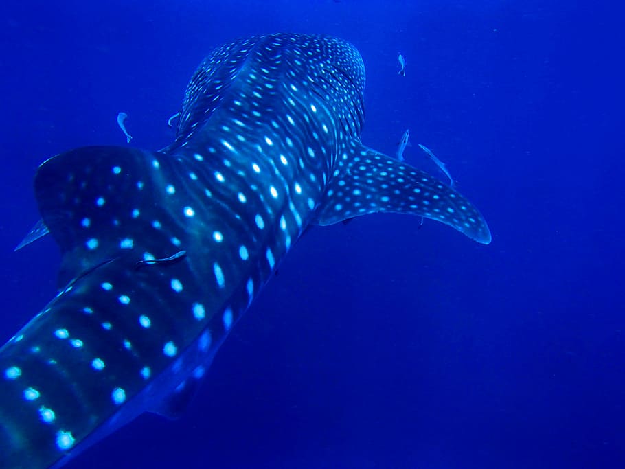 adult whale shark, swimming, Rock, Sail, Whale Shark, Thailand, rock sail, kho phan gan, diving, france diving