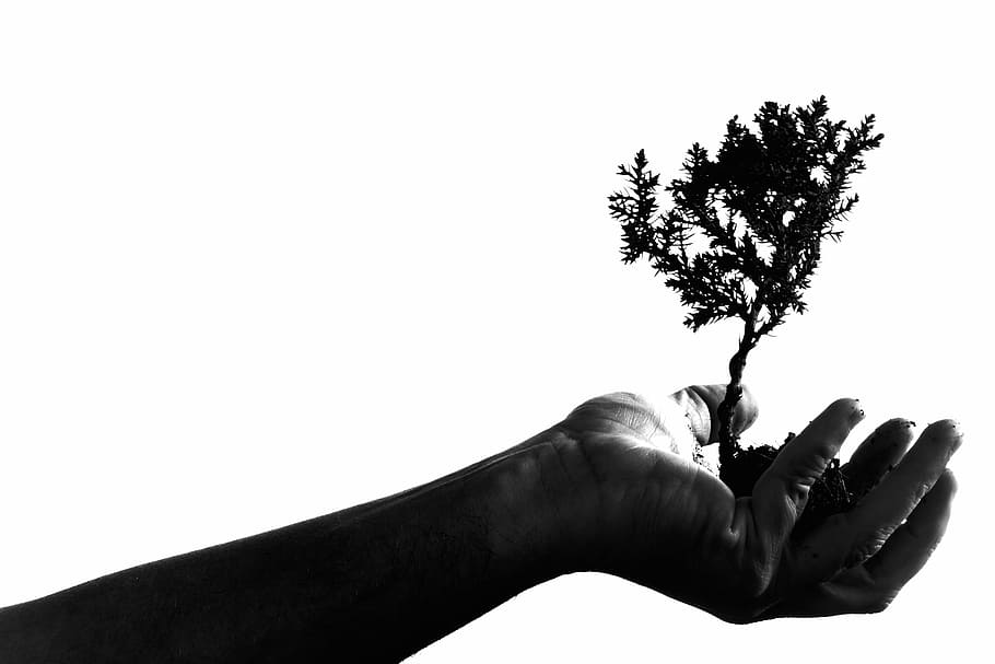 grayscale photography, person, hand, holding, plant, adult, art, bonsai, portrait, shadow