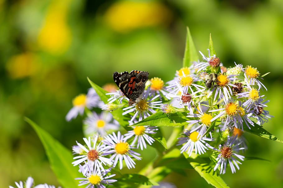borboleta, inseto, jardim, verão, detalhe, asas, bokeh, natureza, colorido, selvagem