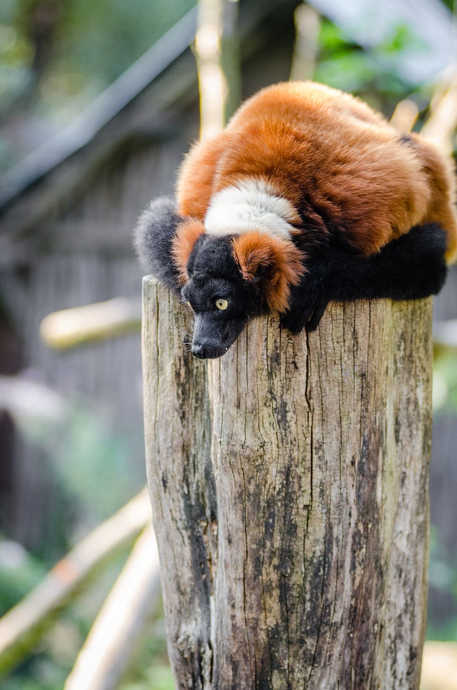 Red Ruffed Lemur, hewan, kayu, log, siang hari, tema binatang, satu hewan, satwa liar, hewan di alam liar, mamalia