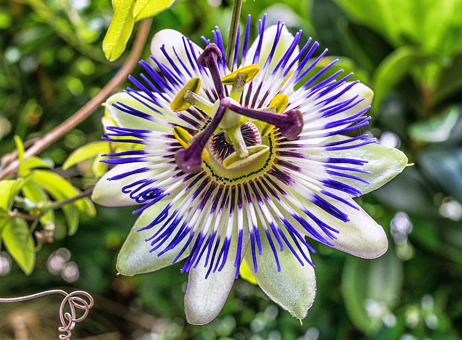 selective, focus photography, green, passion vine, blossom, bloom, passion flower, passiflora, symbol, religion