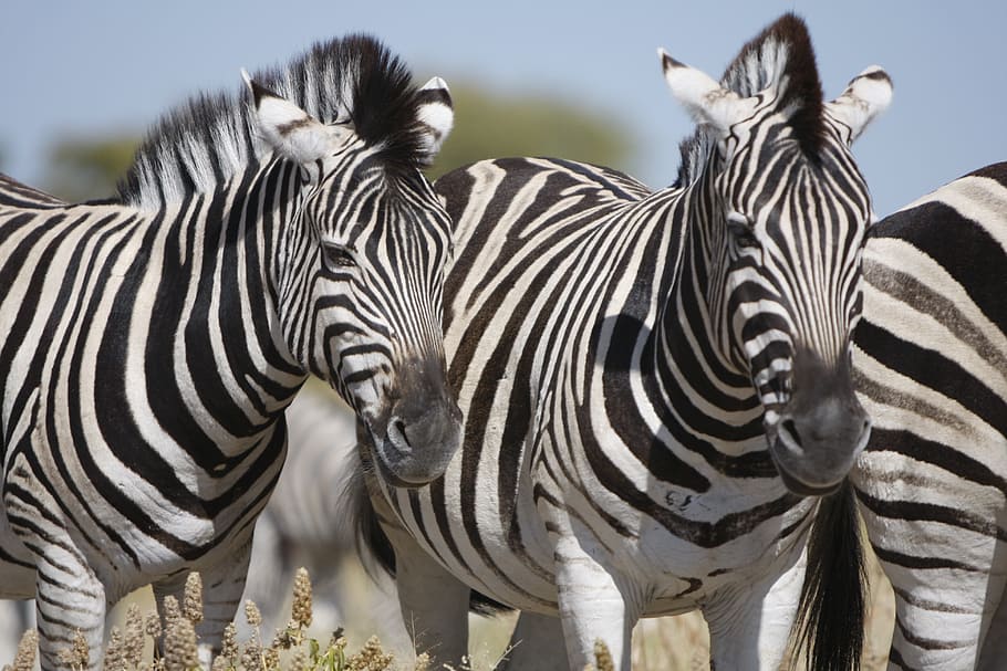 ナミビア, エトーシャ国立公園, シマウマ, 自然, 野生, 動物, サファリ, 動物の世界, 荒野, ゼブラストライプ