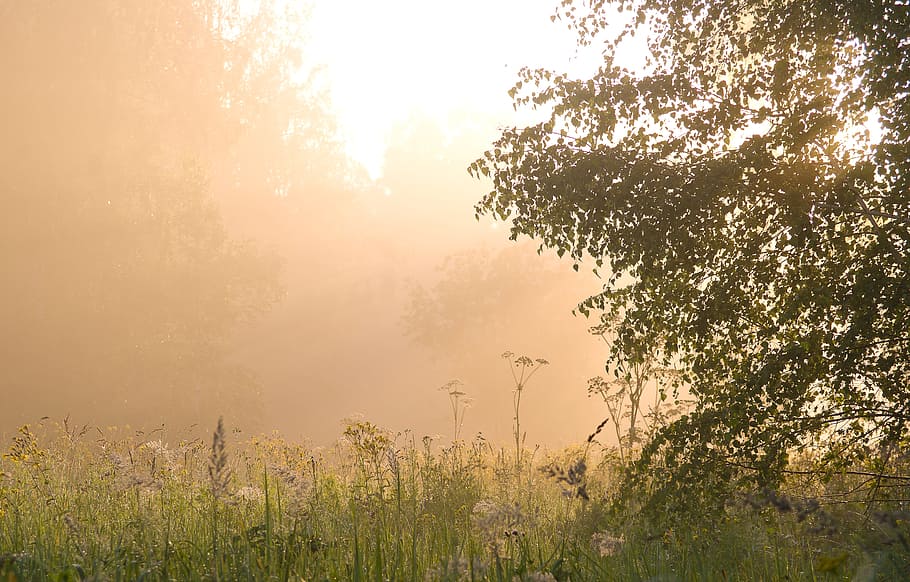 golden, hour photography, green, grass field, summer, landscape, background, dawn, fog, beautiful