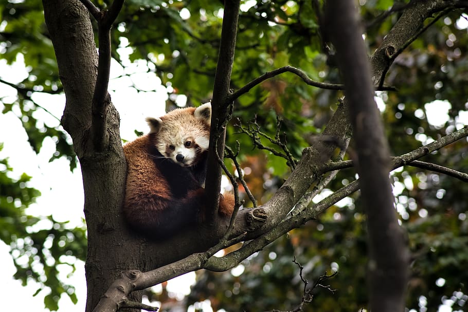 animals, red panda, tree, branch, leaves, green, sky, outdoor, wild, wilderness