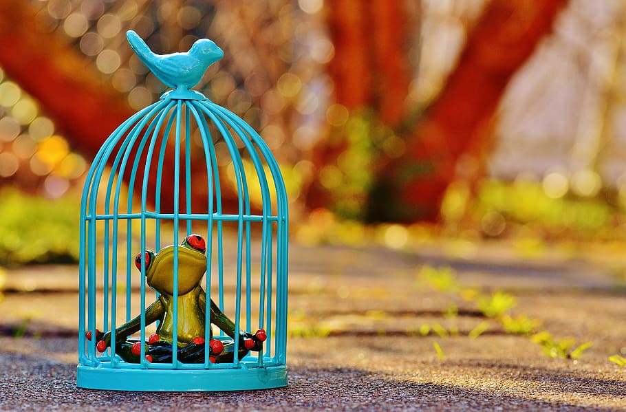 green, ceramic, frog, blue, metal birdcage, cage, imprisoned, sad, figure, funny