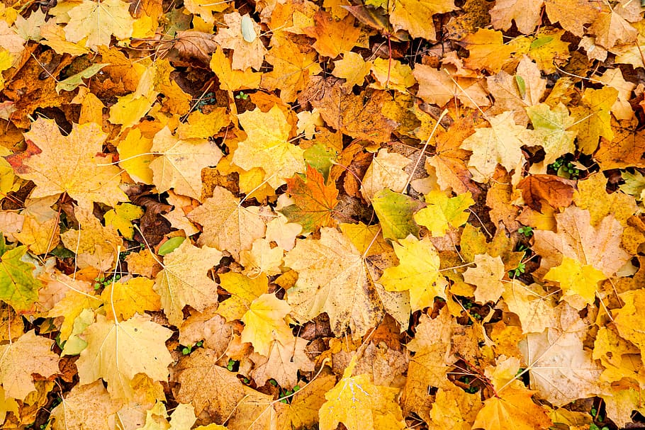 autumn, fall foliage, leaves, background, park, yellow, yellowish, change, backgrounds, plant part