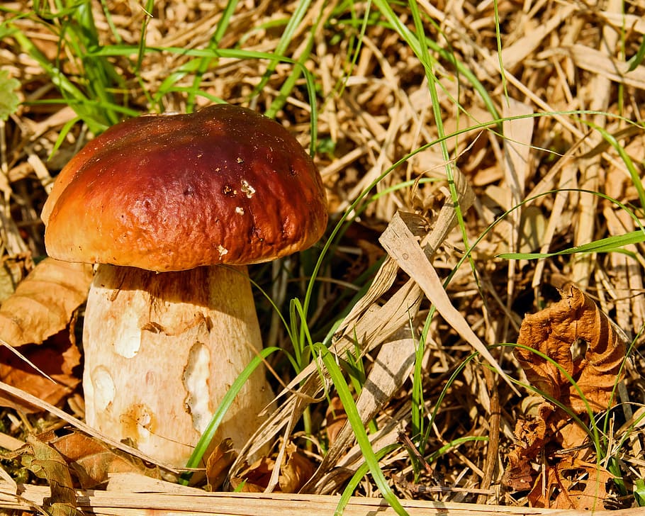 brown mushroom outdoor, cep, mushroom, dark brown cap, forest mushroom, noble rot, edible, rac, tasty, nature
