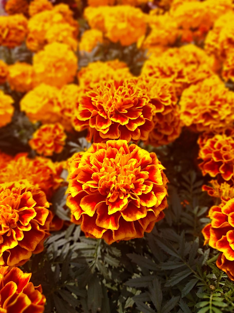 marigolds, flower, bright, orange, gardening, damasquina, flower of the dead, flowering plant, fragility, vulnerability