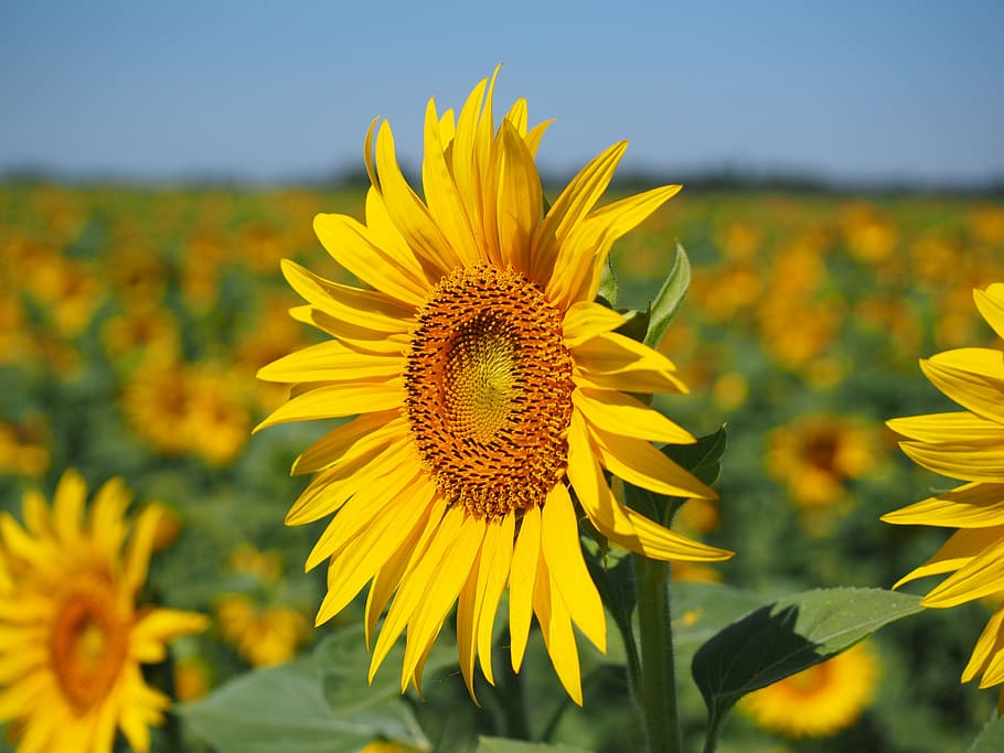 sunflower field, sun flower, inflorescence, flower basket, flower, blossom, bloom, yellow, tongue flower, tubular flowers