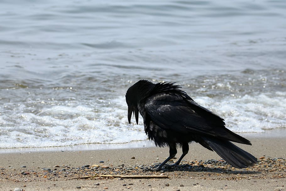 Animal, Sea, Beach, Wave, Wild Birds, sea, beach, crow, wild animal, annoying, think about