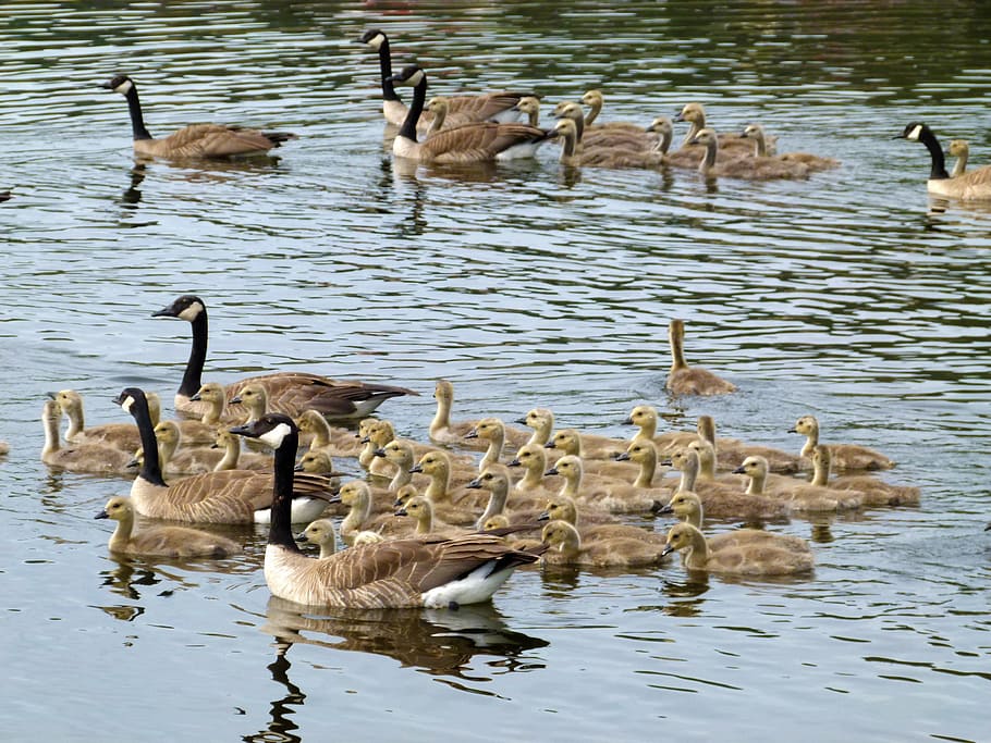canada geese, brood, offspring, chicks, swimming, feathered, bird, waterbirds, animal, nature
