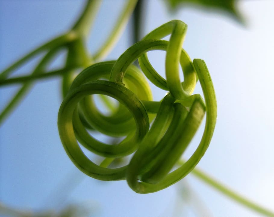 Tendril, Climber, Spiral, Plant, green, circles, twisted, curled, green color, close-up