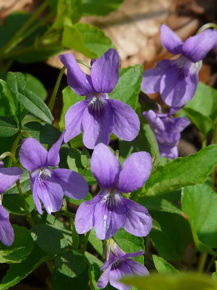 Wald violeta, violeta, púrpura, azul, flor silvestre, floración, flor,  planta, primavera, color | Pxfuel