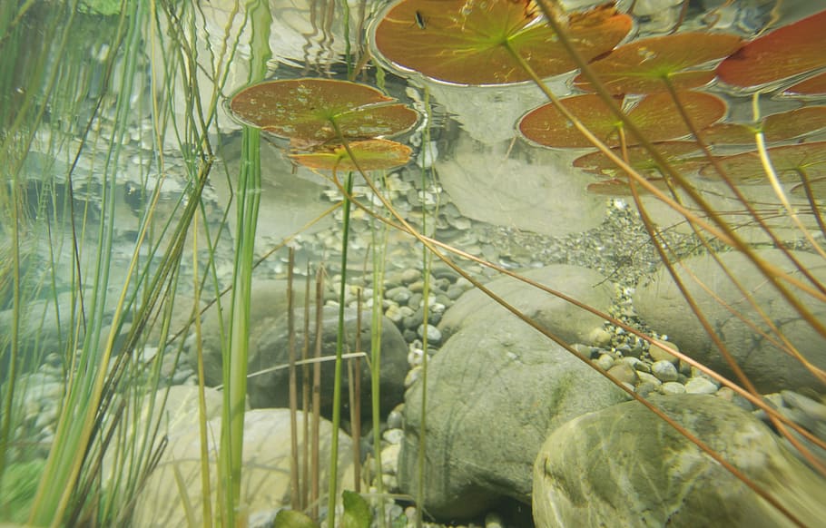под водой, п [фотография, зеленый, Под водой, Фотография, Пруд, Растения, фотография, Прудовые растения, Водные растения