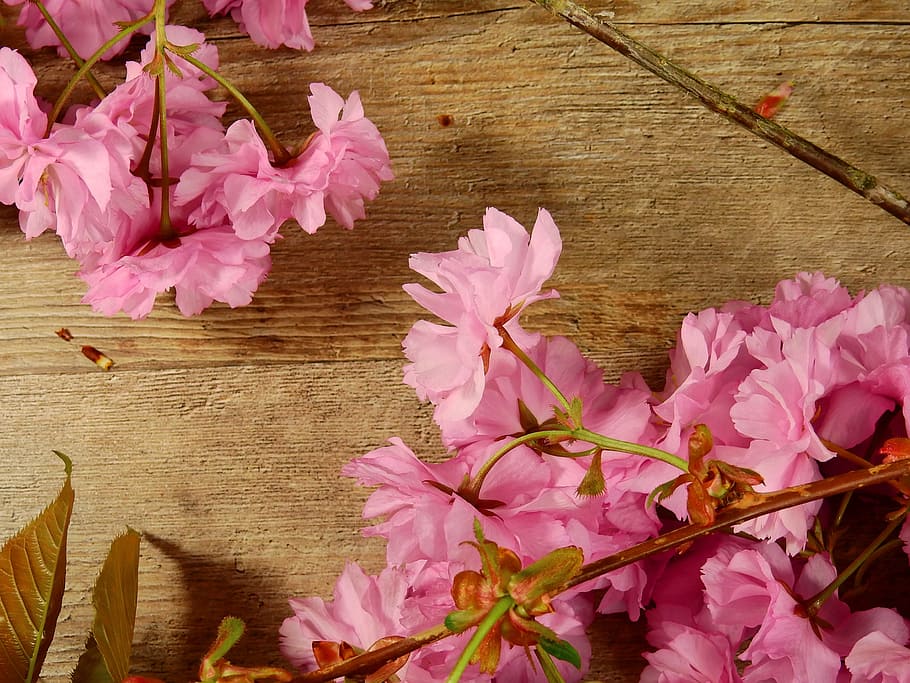 ブルーム ピンク 花 木 植物 桜 日本の桜 日本 春 レンツ Pxfuel