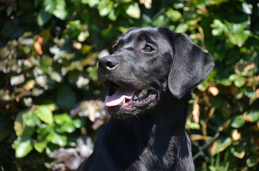 close-up photo, black, labrador dog, lab, happy, dog, young, retriever, labrador, pet