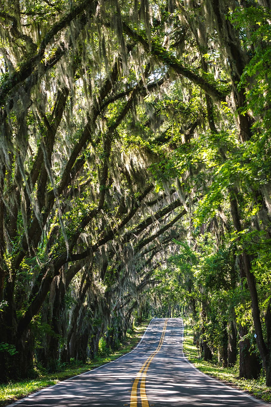 arching, road, tallahassee, florida, Trees, Tallahassee, Florida, photos, outdoors, public domain, street