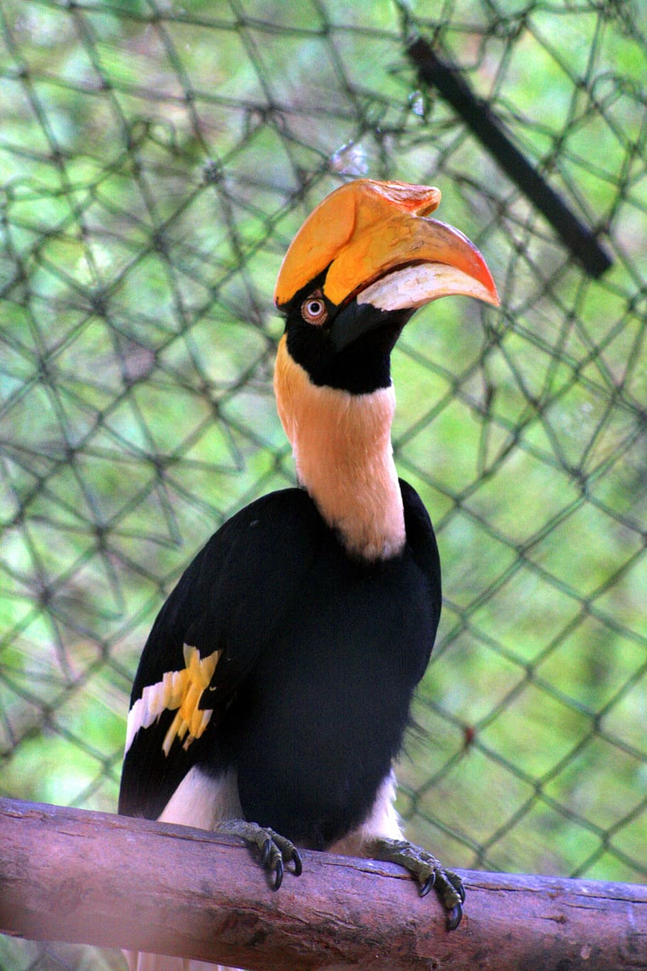 double hornbill, parrot, bird, exotic, bannerghatta, national park, caught, cage, nature conservation, animal themes