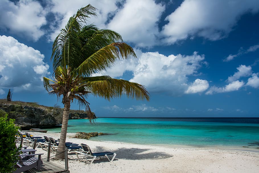 coconut tree, swayed, wind, white, sandy, beach, daytime, coconut, near, seashore