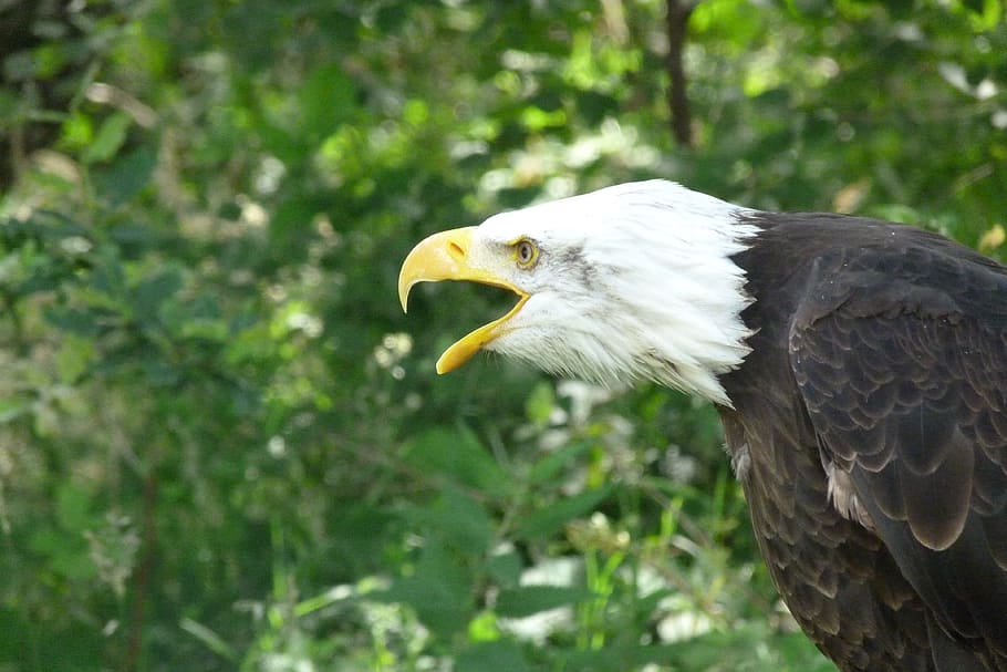 Adler, Raptor, Bald Eagle, Bird Of Prey, burung, elang ekor putih, burung nasional, hewan, elang - Burung, margasatwa