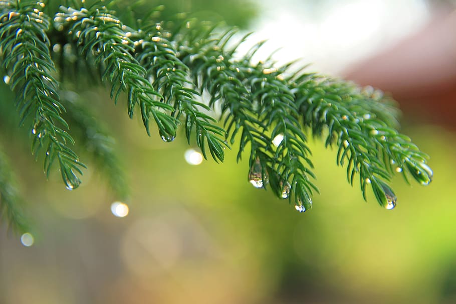 branches, prickly branches pine, nature photography, macro photography, macro, nature, photography, green, natural, water drop