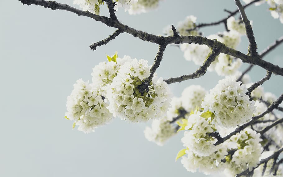 white flowers, white, flower, bloom, blossoms, nature, plant, sky, branch, tree