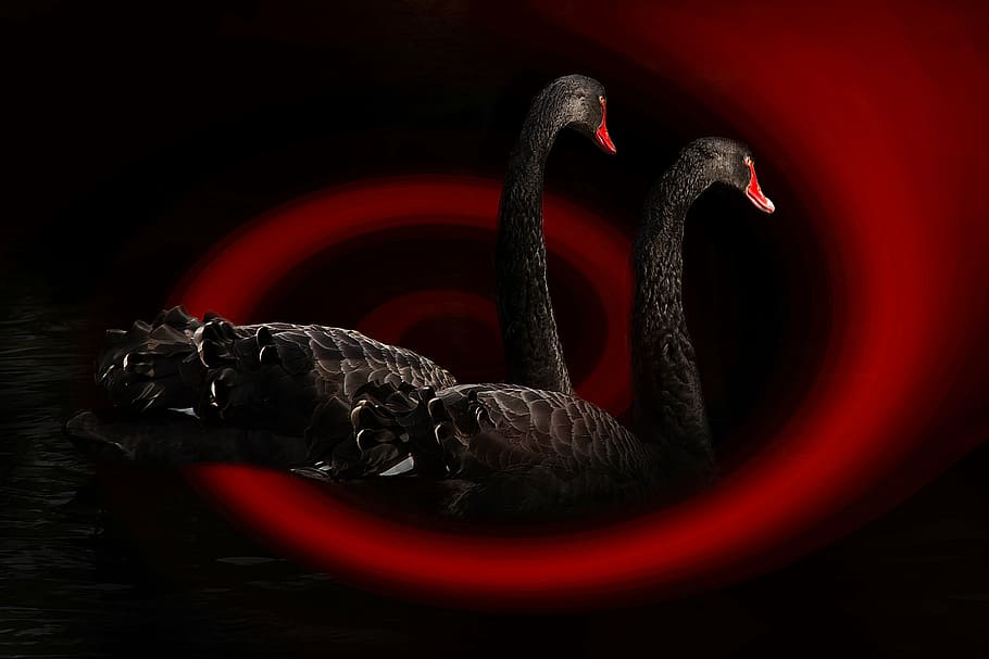 two, black, swan illustration, swan, bird, black swan, water bird, water, nature, waters