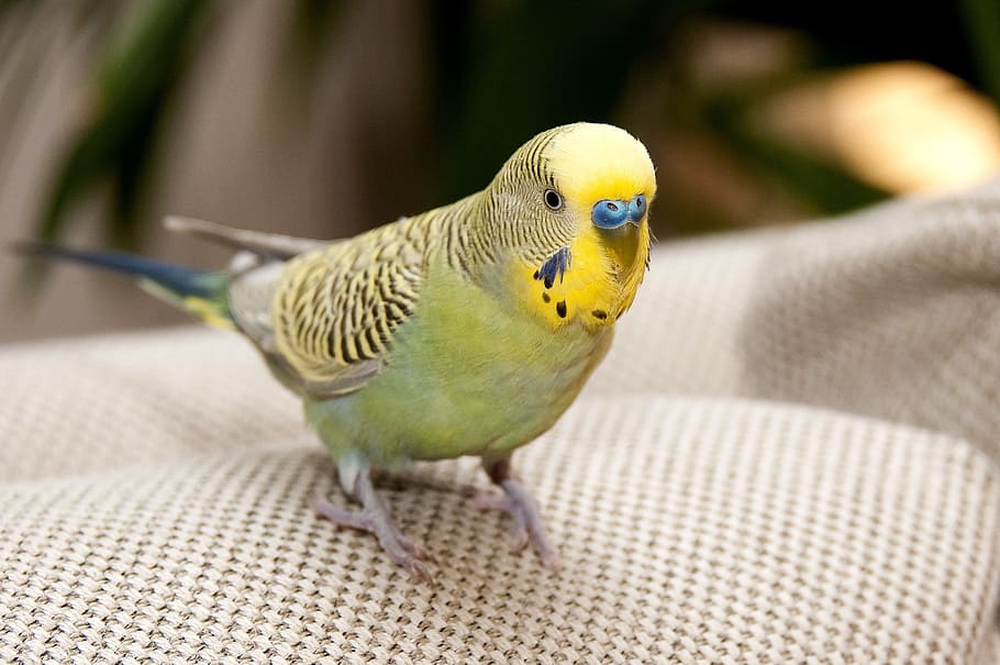 Bird, Yellow, Nature, Picture, birdwatching, flight, home, happy, animal, parrot