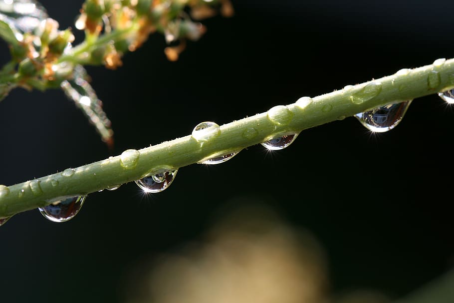 water, droplets, close up, plant, rain, wet, macro, detail, bokeh, nature